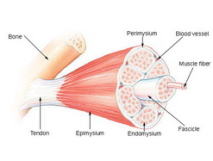 筋膜リリース